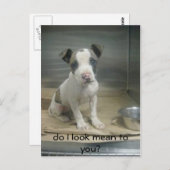 私が意地悪に見える？ ポストカード (正面/裏面)