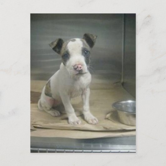 私が意地悪に見える？ ポストカード (正面)