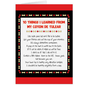 私が私のCoton de Tulearから学んだおもしろいな事