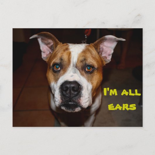 私が耳いっぱいの葉書 ポストカード (正面)