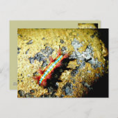 私が違うあなたに？/夜遊び美しい ポストカード (正面/裏面)