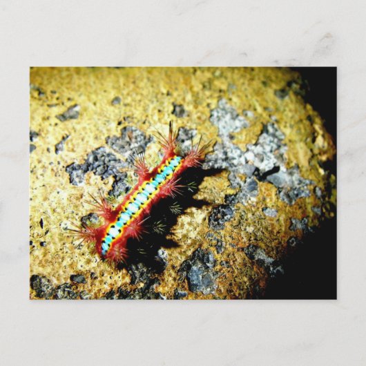 私が違うあなたに？/夜遊び美しい ポストカード (正面)