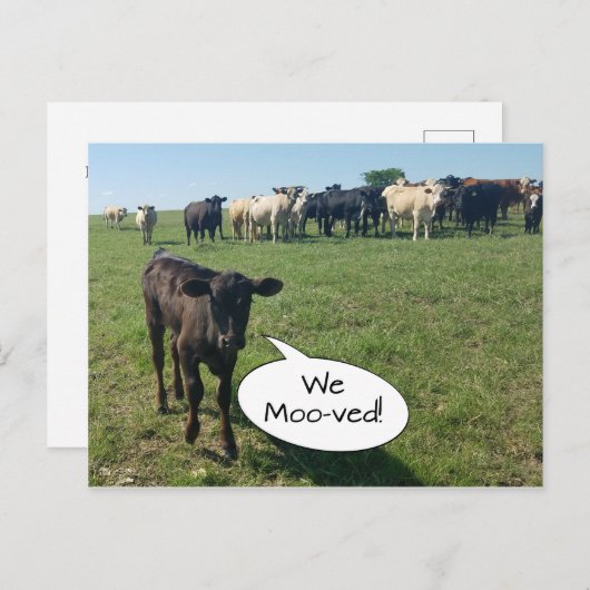 私たちが移動したアドレスの牛の変更 ポストカード (正面/裏面)