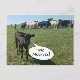 私たちが移動したアドレスの牛の変更 ポストカード