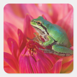 私たちの庭の花の上の太平洋アマガエル スクエアシール
