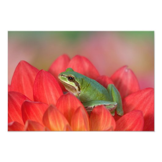 私たちの庭の花の上の太平洋アマガエル フォトプリント            (正面)