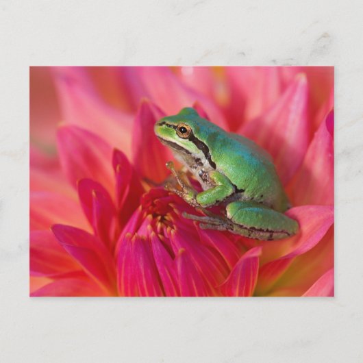 私たちの庭の花の上の太平洋アマガエル ポストカード (正面)
