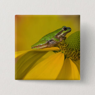 私たちの庭の花の上の太平洋アマガエル 缶バッジ