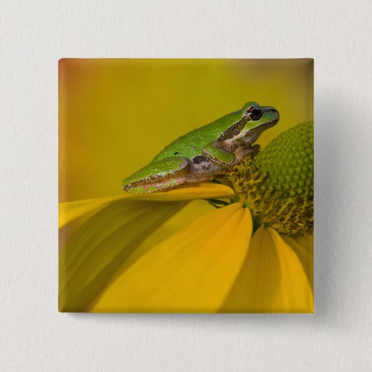 私たちの庭の花の上の太平洋アマガエル 缶バッジ (正面)