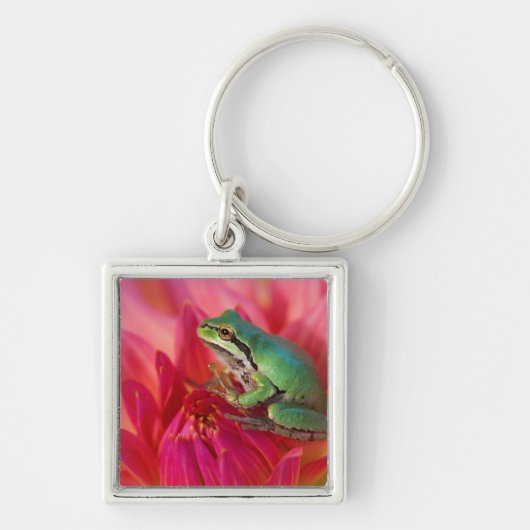 私たちの庭の花の上のPacific tree frog キーホルダー (正面)