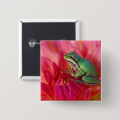 私たちの庭の花の上のPacific tree frog 缶バッジ (正面&裏面)