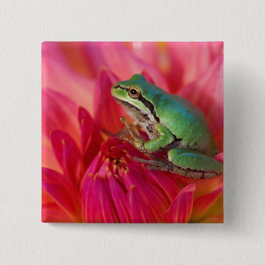 私たちの庭の花の上のPacific tree frog 缶バッジ (正面)