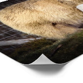 私たちはホッキョクグマの仔をハミッシュ ポスター (角)