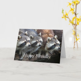 私たちアライグマ一同よりお誕生日おめでとう カード