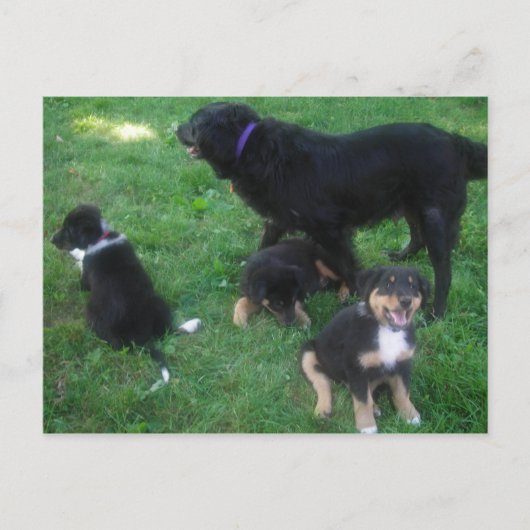 私たち恋しく思は葉書 ポストカード (正面)