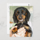 私にダックスフント葉書を混ぜないで ポストカード (正面/裏面)