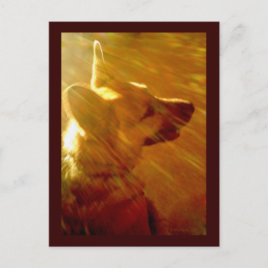 私に輝くドイツの羊飼い#2 ポストカード (正面)