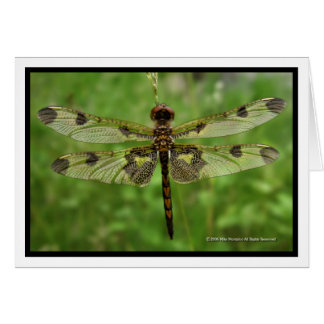 "私のかわいらしい翼"の-トンボ