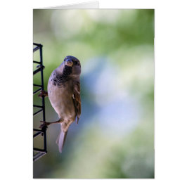 私のためのすずめの時