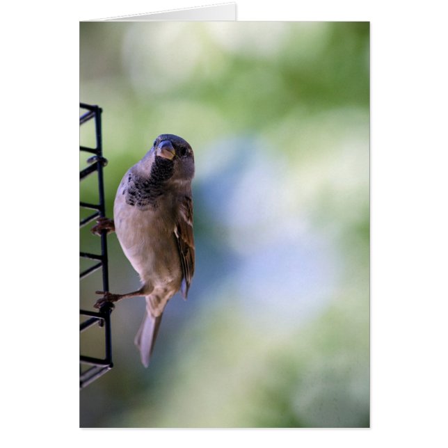 私のためのすずめの時 (正面)