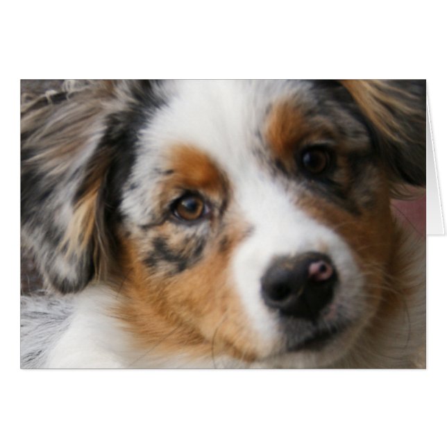 私のオーストラリア人を愛して下さい (正面横)