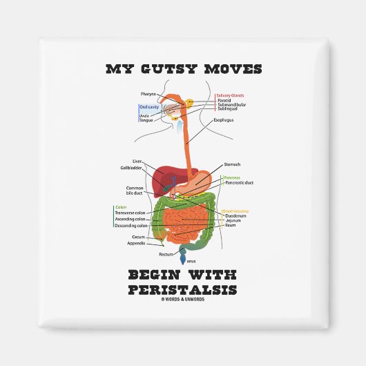 私のガッツィの動きは蠕動(消化)から始まる マグネット (正面)