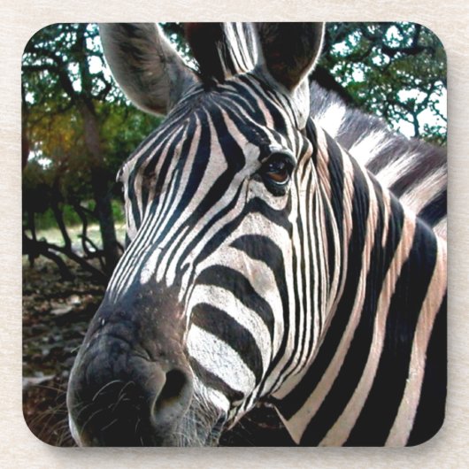 私のステッピーな友人 コースター (正面)