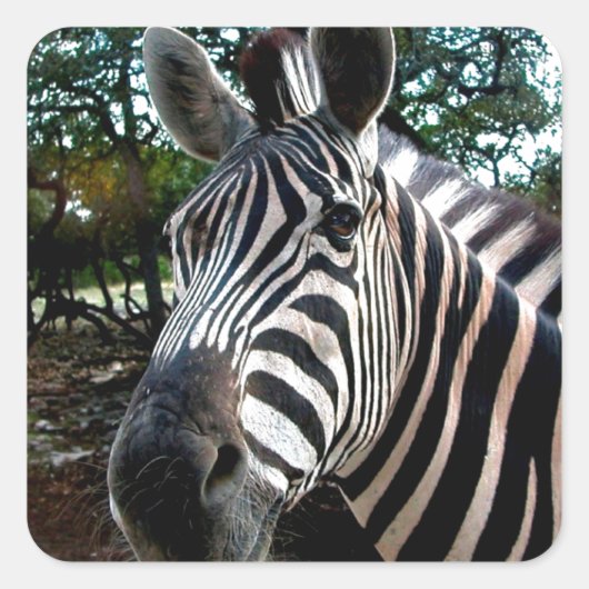 私のステッピーな友人 スクエアシール (正面)