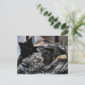 私のフォスター、あなたの猫たち？ ポストカード (スタンド正面)