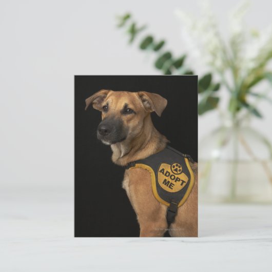 私のベストを採用した茶色の救助犬 ポストカード (スタンド正面)