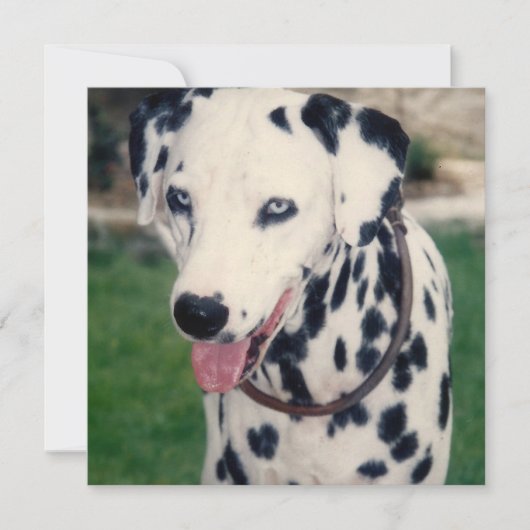 私のペットの友達 オリジナル写真をアップロード カスタム カード (正面)