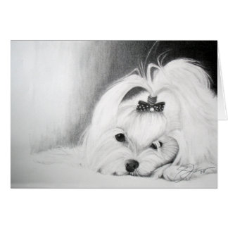 私のマルチーズ