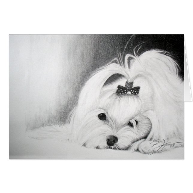 私のマルチーズ (正面横)