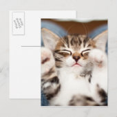 私のラップの子ネコ ポストカード (正面/裏面)