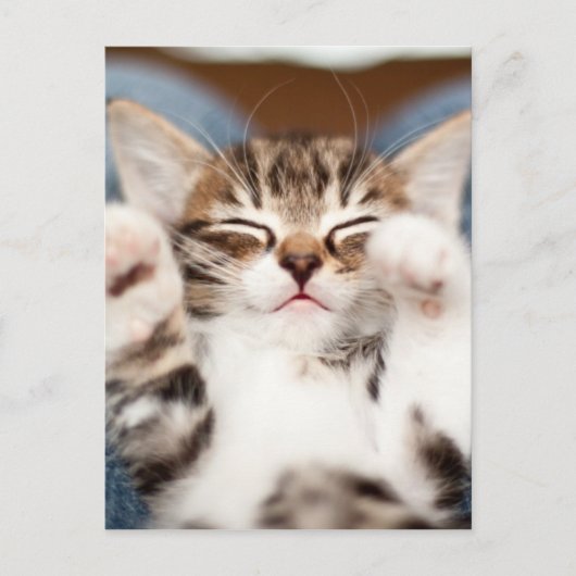 私のラップの子ネコ ポストカード (正面)