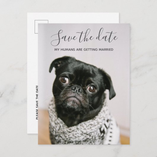 私の人間が結婚している犬の写真を保存する 案内ポストカード (正面/裏面)