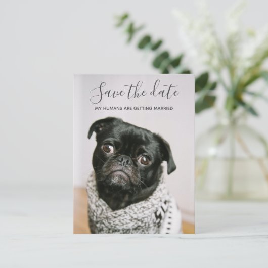 私の人間が結婚している犬の写真を保存する 案内ポストカード (スタンド正面)