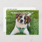 私の人間は結婚している犬の写真を取得してい救る 案内ポストカード (正面/裏面)