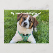 私の人間は結婚している犬の写真を取得してい救る 案内ポストカード (正面)