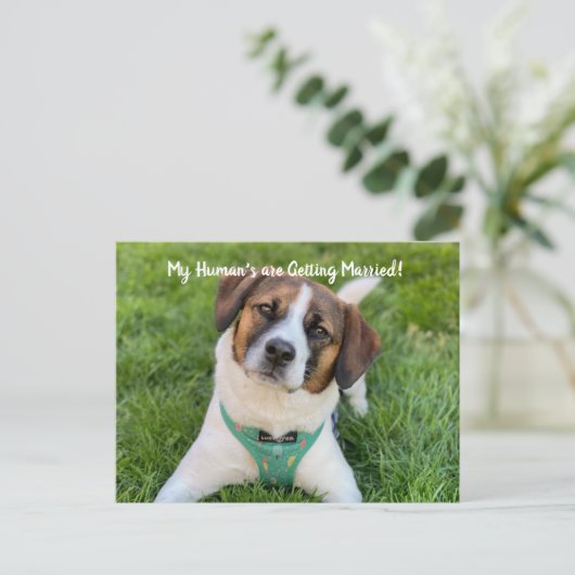 私の人間は結婚している犬の写真を取得してい救る 案内ポストカード (スタンド正面)