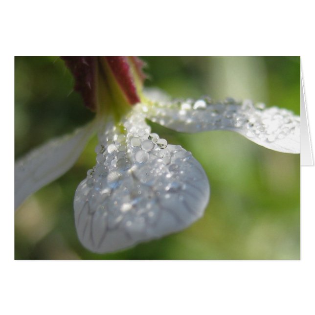 私の傘カードの下 (正面横)