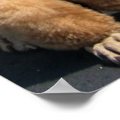 私の友人の答えはプードルが風に… ポスター (角)