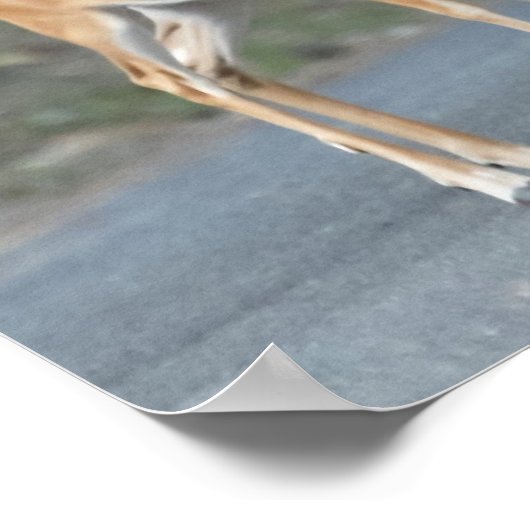 私の大きな耳あなたが白い鹿doe持っている ポスター (角)