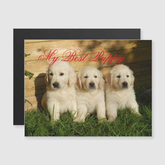 私の子最高の犬 (正面/裏面)