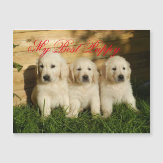 私の子最高の犬