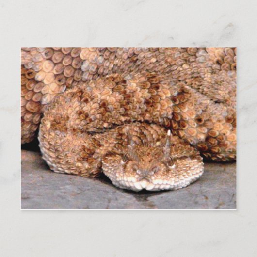 私の小さなバイパー ポストカード (正面)