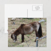 私の小さなポニー葉書 ポストカード (正面/裏面)