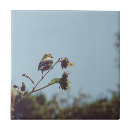 私の小さな訪問者を持っている。#bird #nature #wildlife タイル (正面)