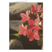 私の庭で咲く多肉植物 (正面)