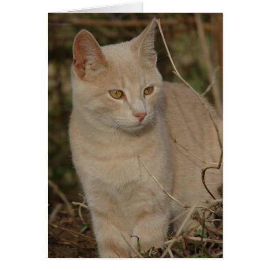 私の悪党 (正面)